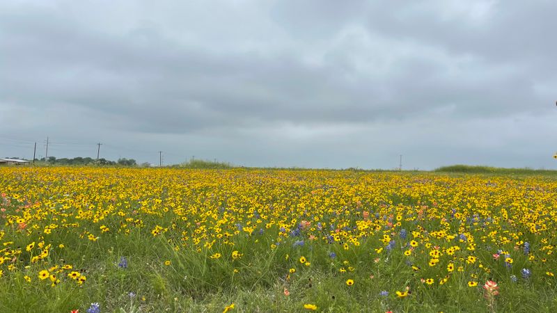 Washington County (Brenham & Chappell Hill)