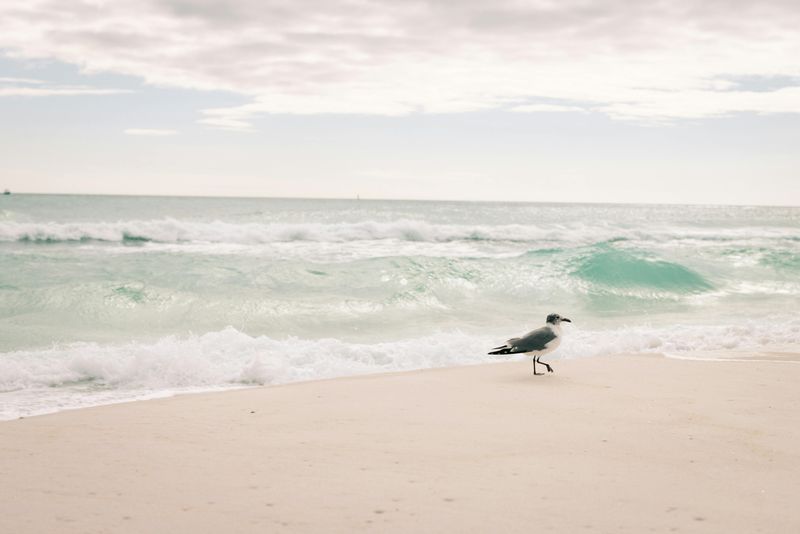 Wildlife Encounters Beyond Turtles