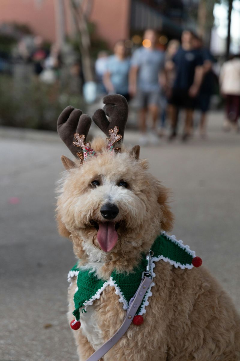 How Pet Stores, Festivals, And Pop-Up Events Can Accidentally Cross The Line