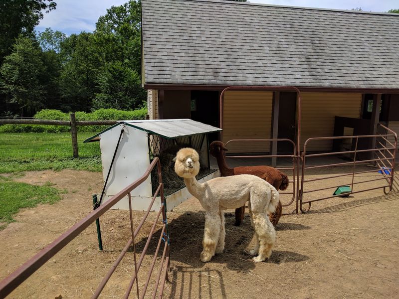 Learn About Alpaca Fiber And Fleece