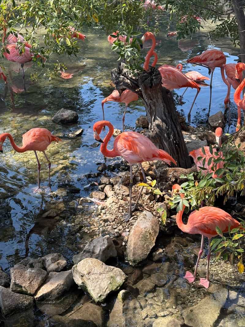 Wildlife and Natural Features