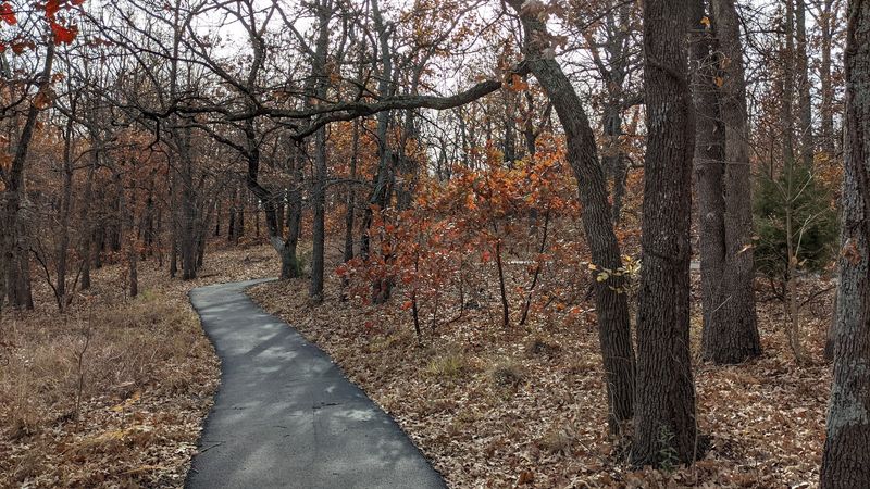Bent Trees and the Mysteries Hiding in Plain Sight