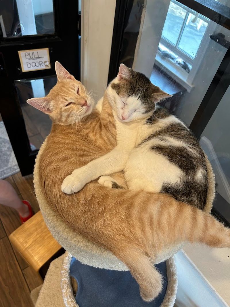 Supporting Rescue Efforts One Visit At A Time