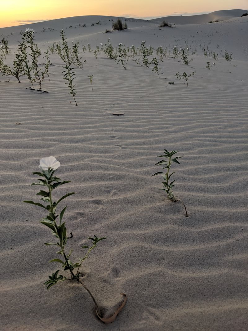 Unique Desert Ecosystem Worth Protecting and Understanding