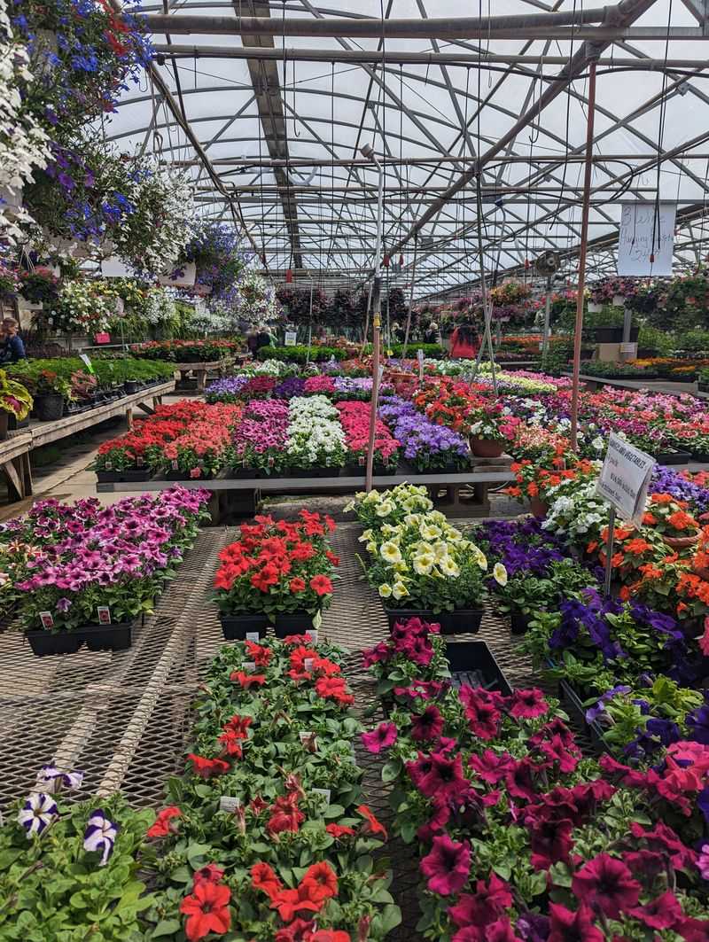 Seasonal Flowers and Plants That Transform Your Garden