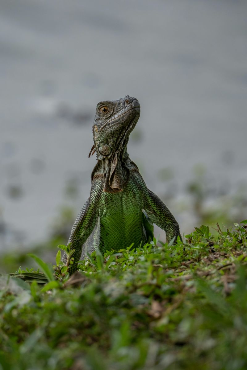 Importing Or Releasing Non-Native Animals Is Restricted