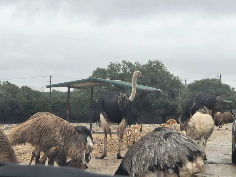 The Incredible Animal Variety on the Ranch
