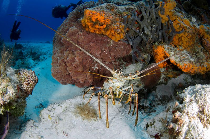 Spiny Lobster Divers Must Carry A Measuring Tool