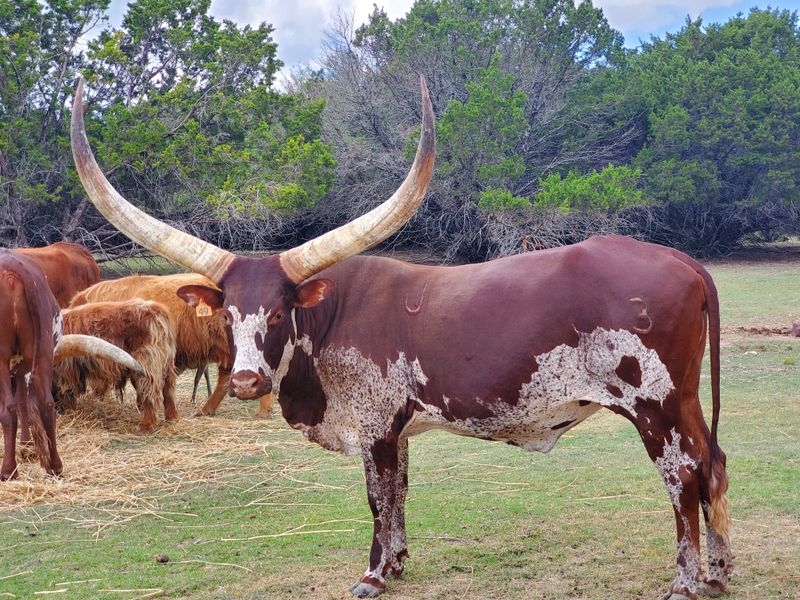 Watusi Cattle With Horns You Won't Forget