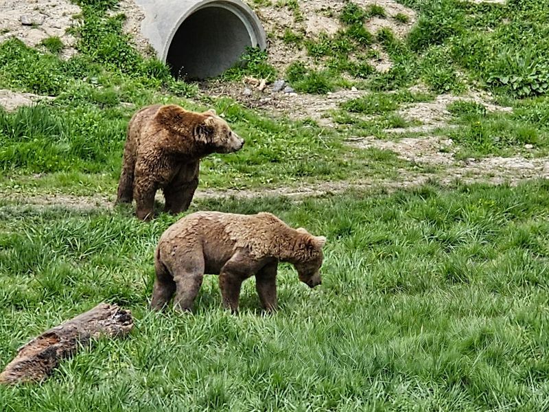 The VIP Safari Tour Worth Booking in Advance