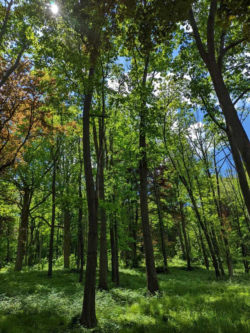 Hadwen Arboretum At Clark University