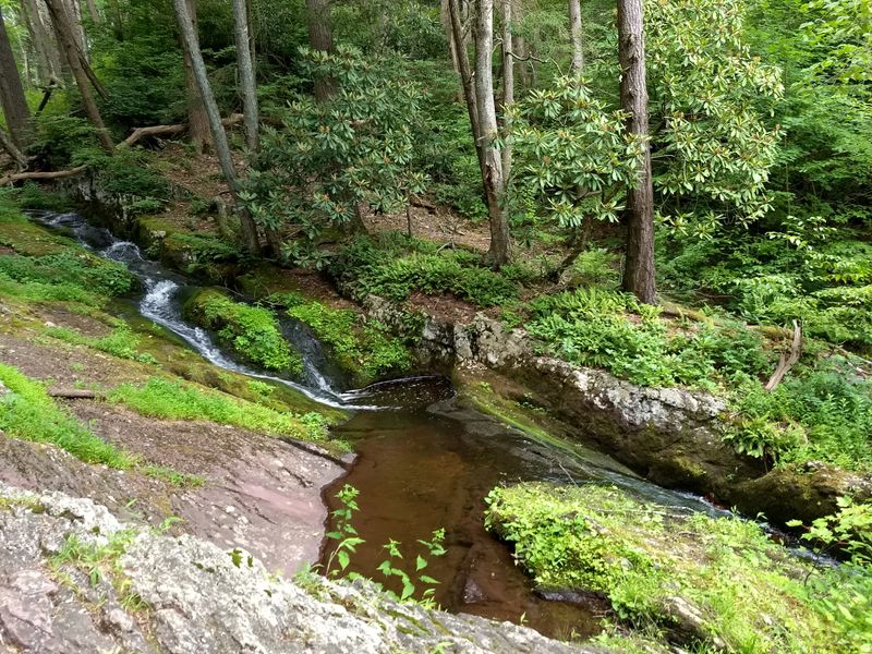 Wildlife Watching In Natural Habitat