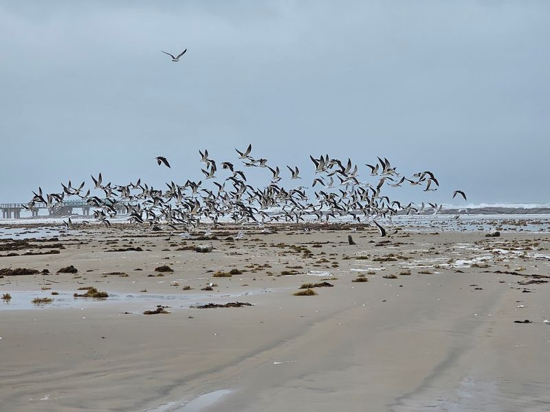 Bird Watching That Happens Without Even Trying