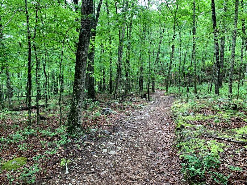 Mountain Biking Terrain That Tests Your Skills