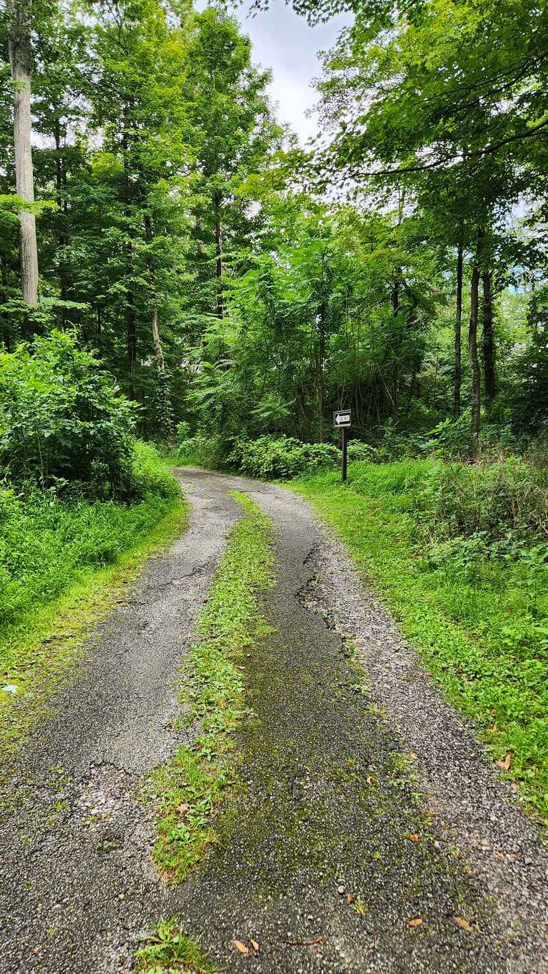 Hiking Trails Through Beautiful Forests