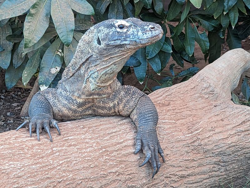 Herpetarium Reveals Reptile Wonders Year-Round