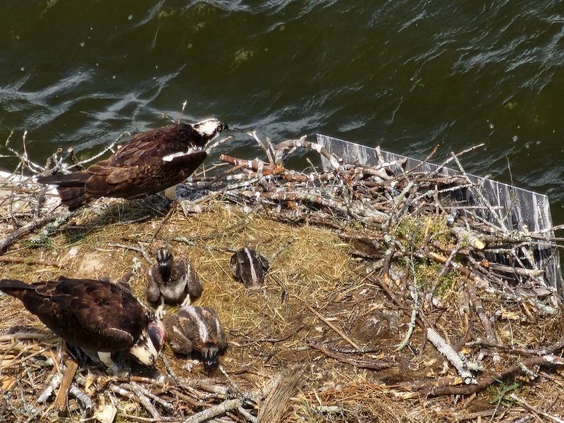 Wildlife Viewing And Natural Beauty