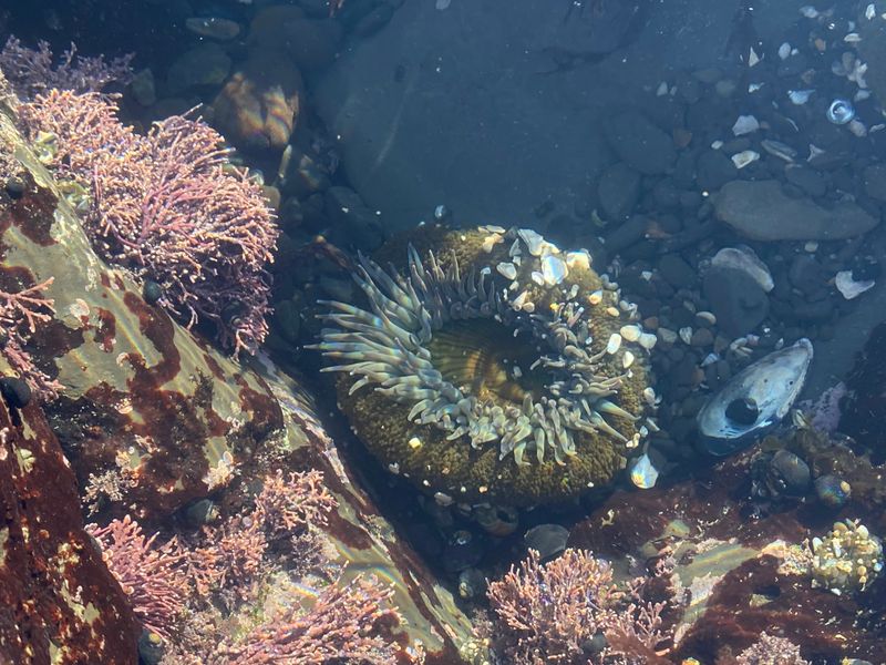 Pocketing Shells And Creatures Without Realizing It’s Not Allowed