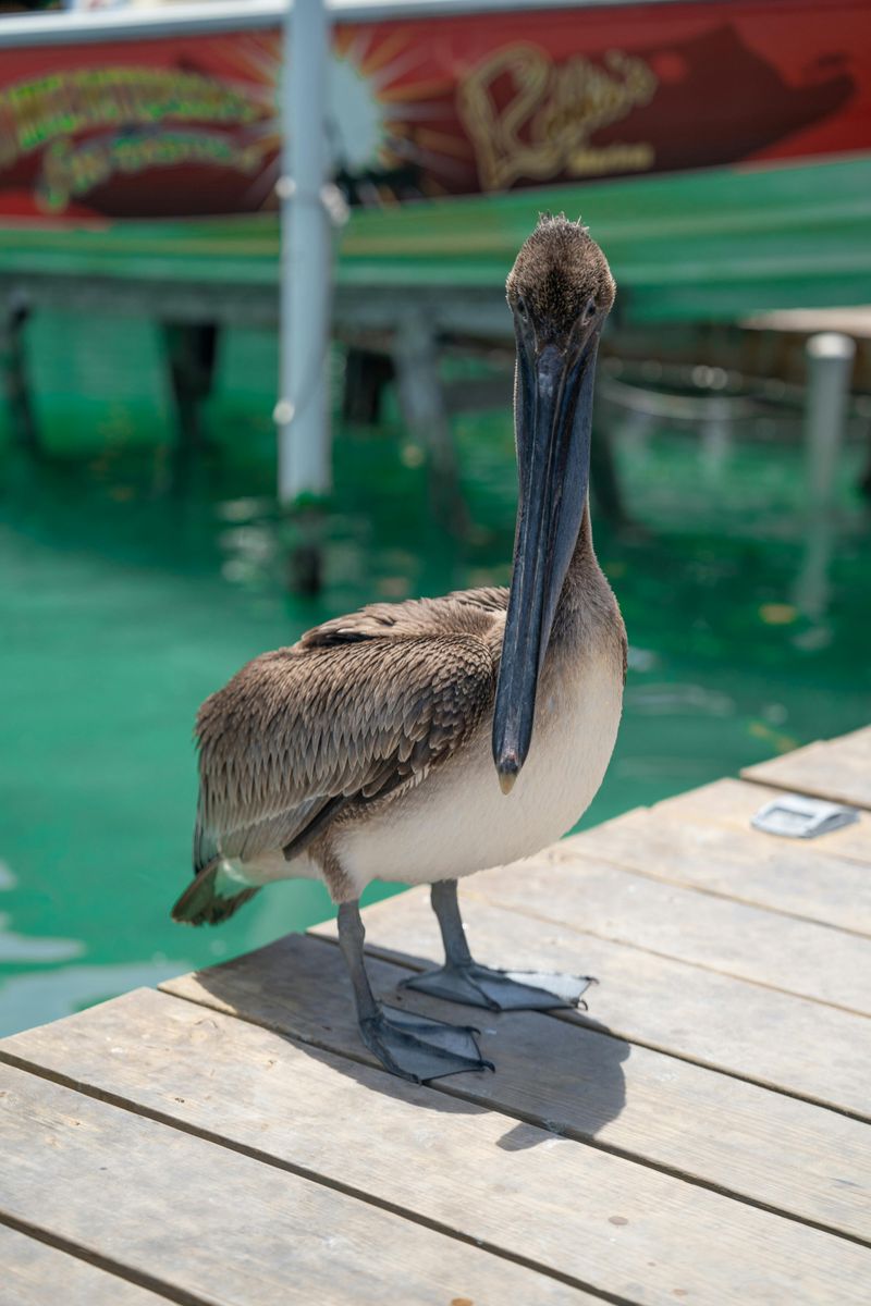 Feeding Pelicans Is A Hard No