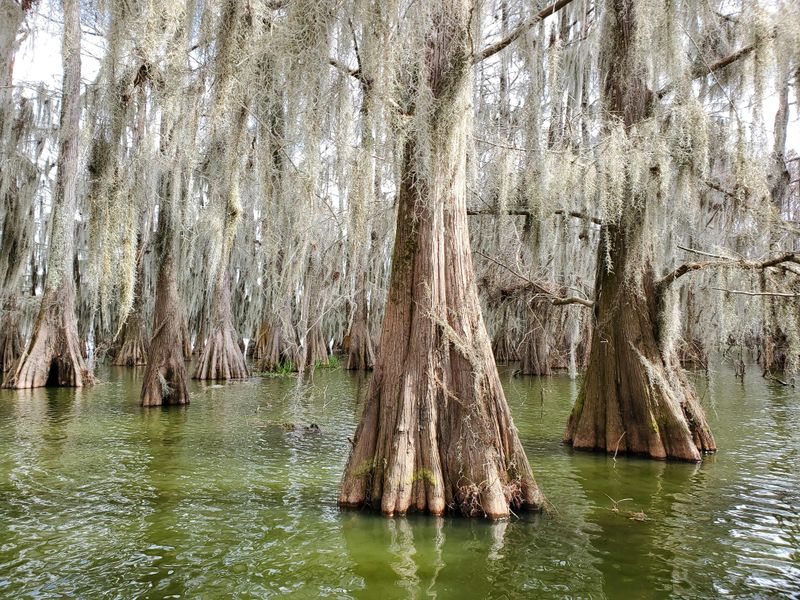 Bayou Landscapes That Slow Everything Down