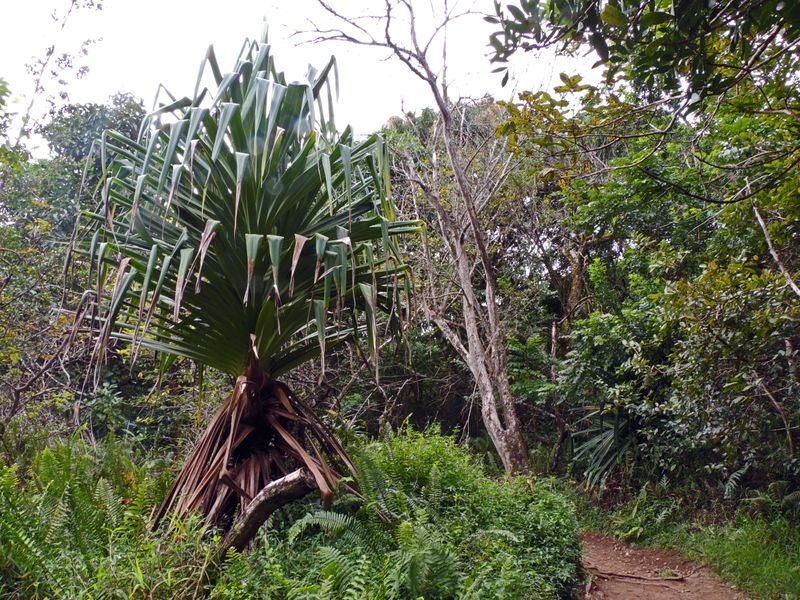 Water Sounds Follow You Constantly