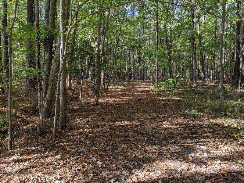 Stumpy Lake Loop, Virginia Beach, Virginia