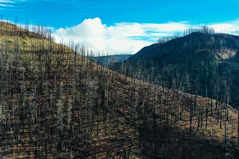 Fire Scars Linger For Generations