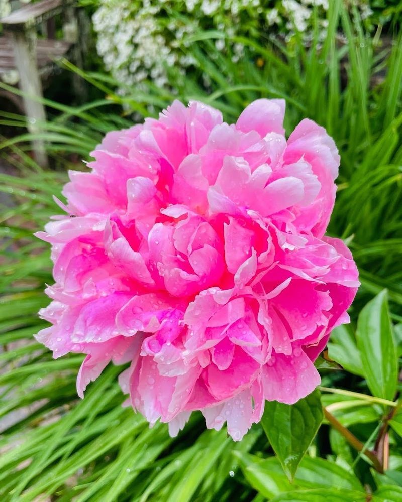 A Paradise for Pollinators and Bird Watchers