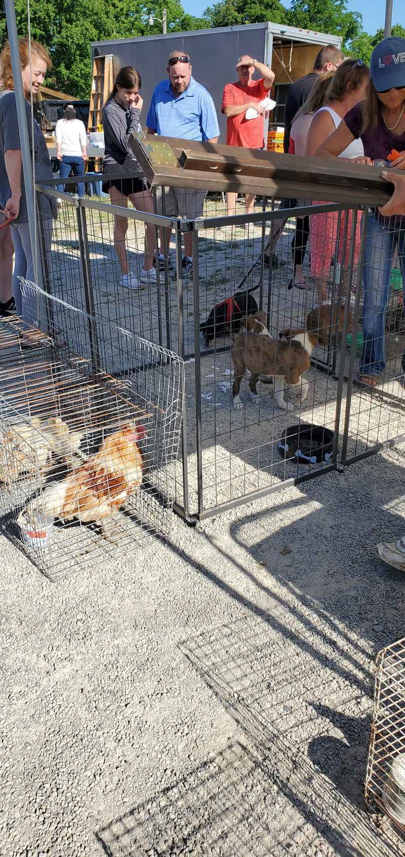 Live Animal Auctions Add Unique Country Charm