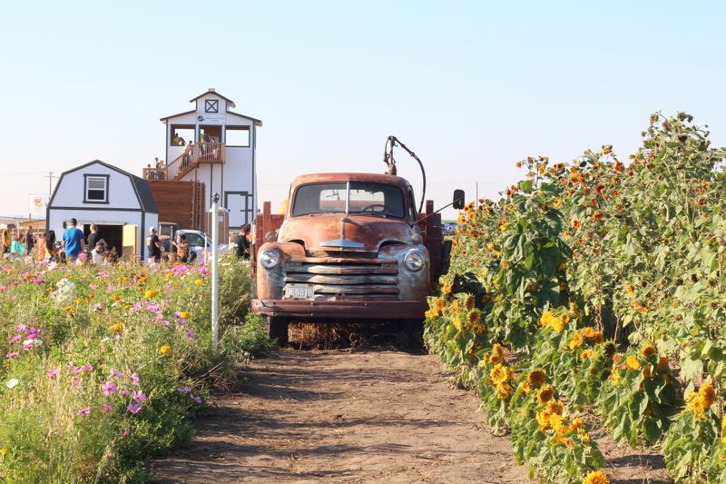 Middleton Farms Tulip Festival (Pasco)