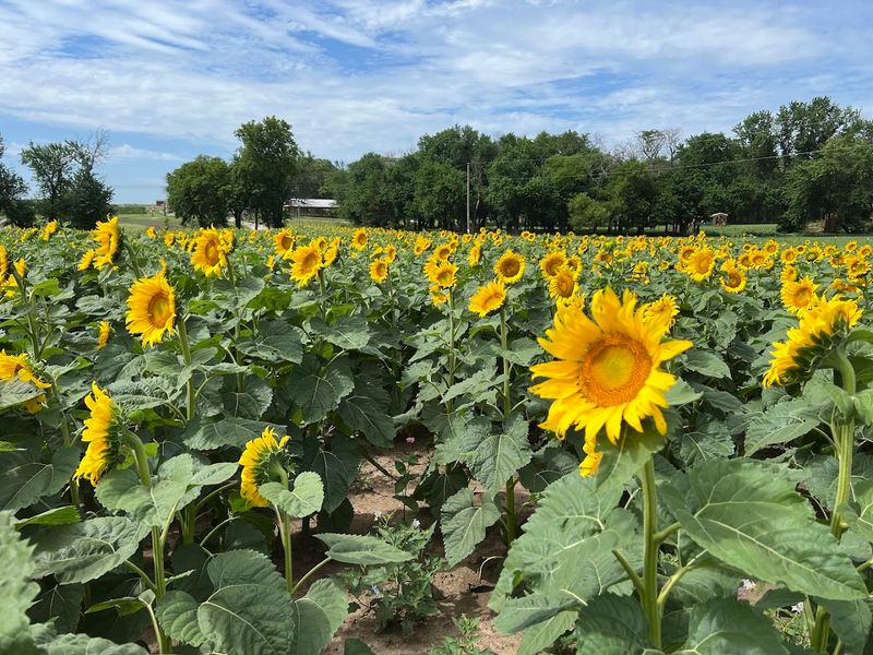 Gieringer’s Family Farm (Edgerton) 