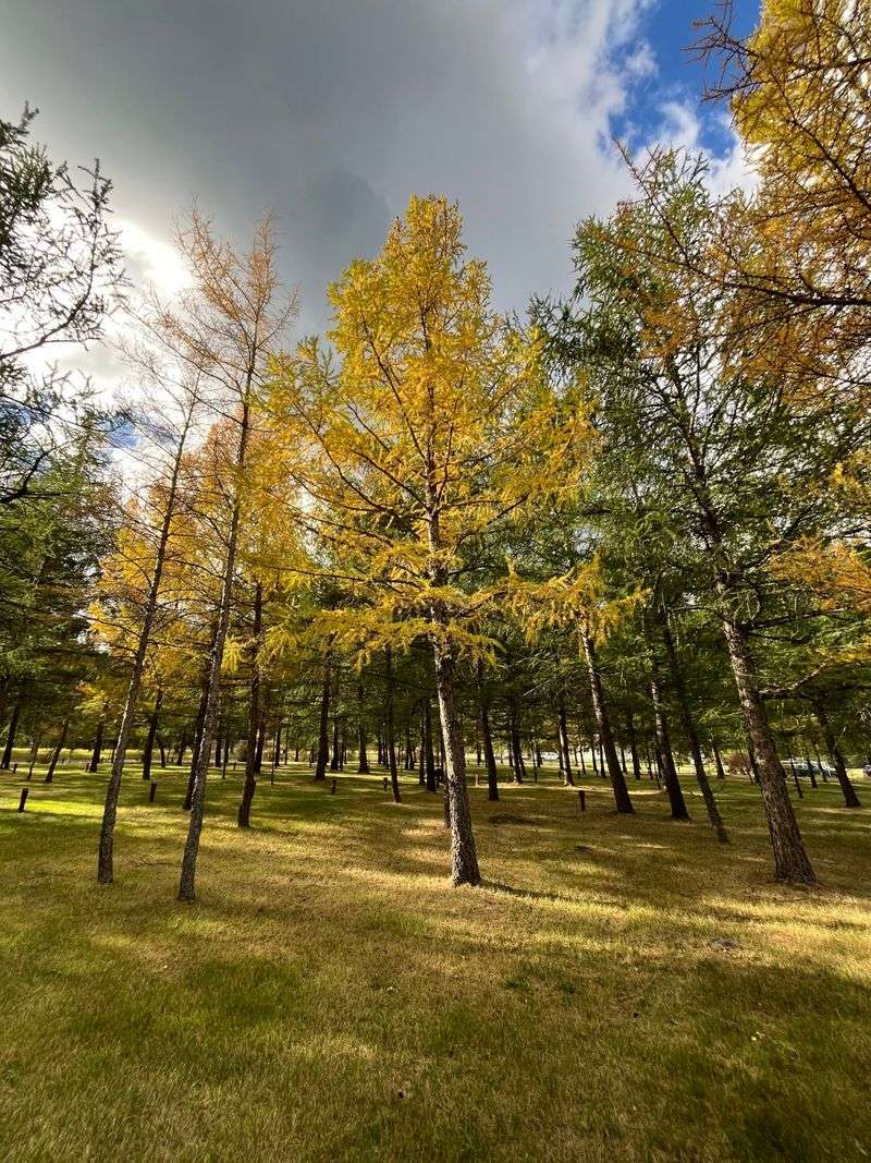 International Larix Arboretum