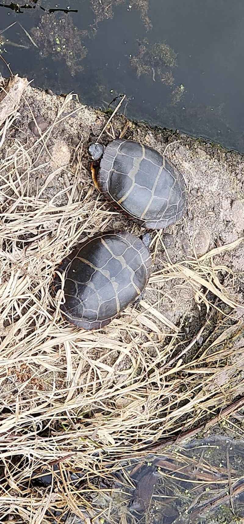 The Wildlife You Will Encounter Along the Way