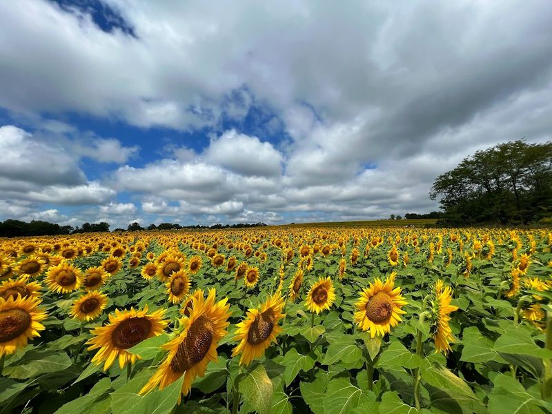 Grinter Farms (Lawrence) 