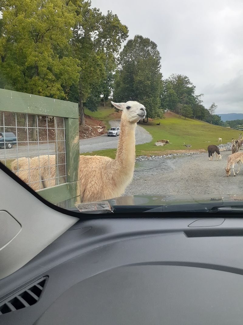Prepare Your Vehicle For Extreme Slobber Situations