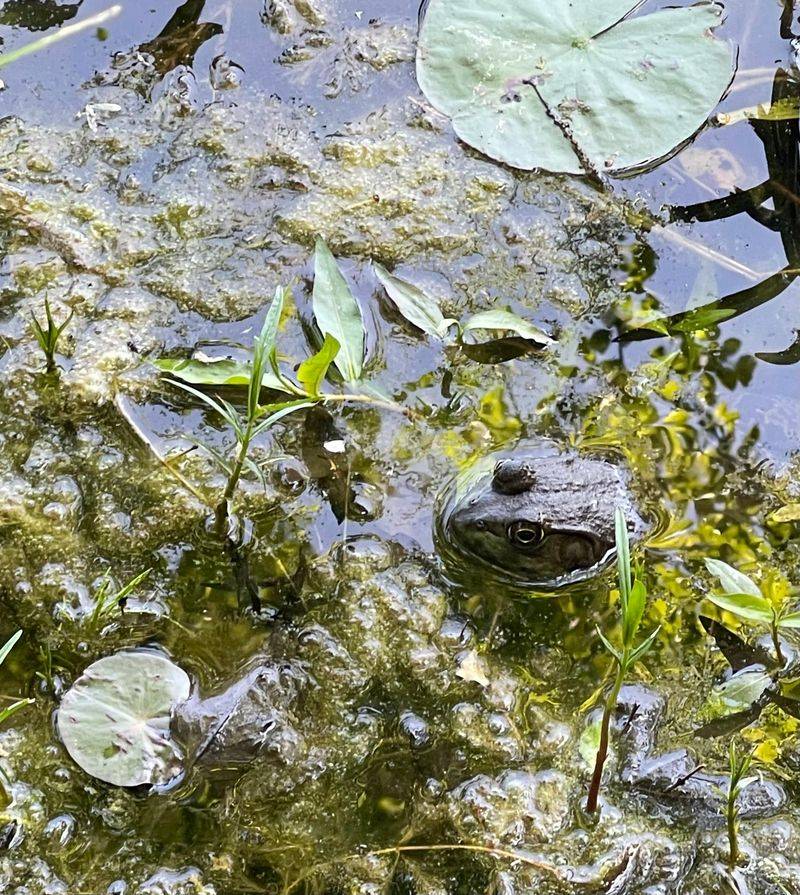 Seasonal Wildlife Viewing Opportunities Abound