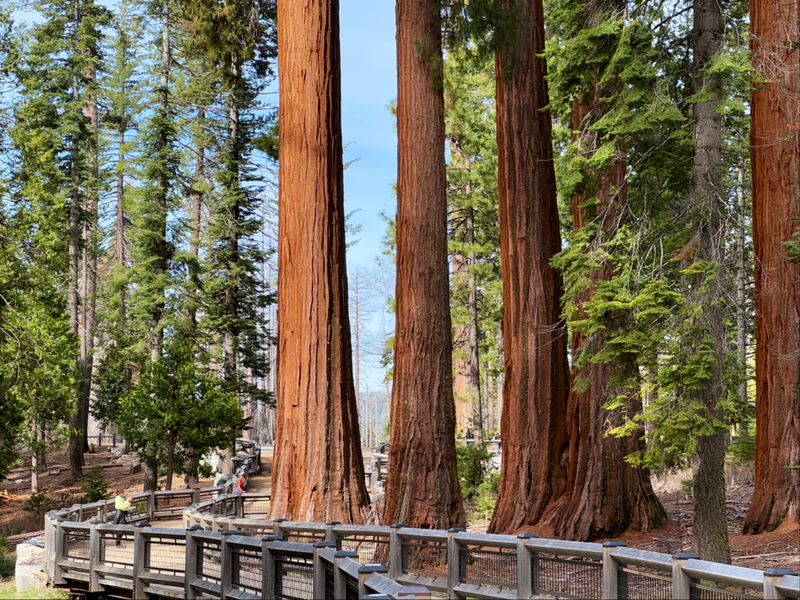 Mariposa Grove Trails