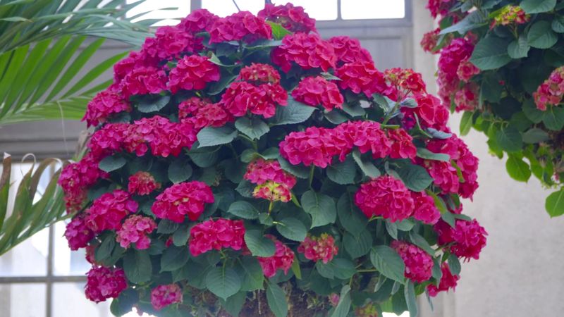 Orchid And Seasonal Displays That Steal The Whole Visit