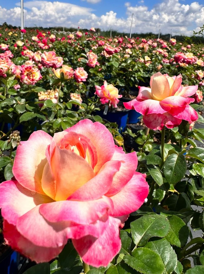 Why Thomasville Feels Like Georgia’s Best Kept Spring Secret