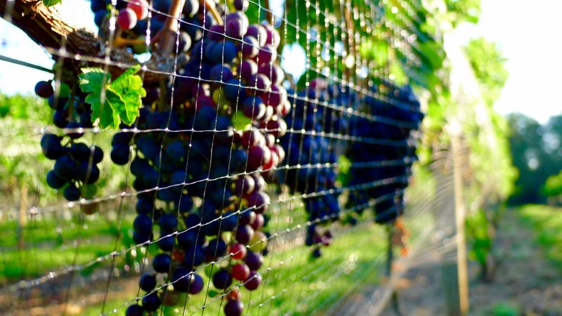 Charlottesville Wine Country, Virginia