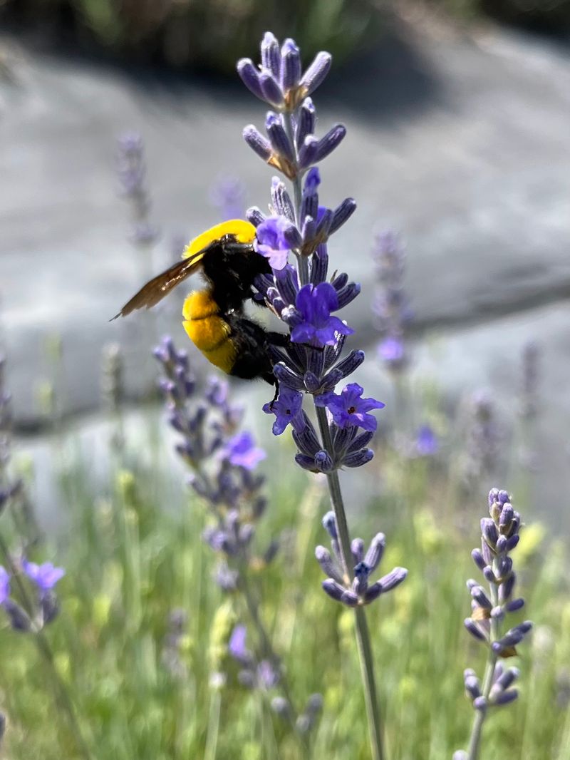 Bug Spray That Actually Works Without Chemicals