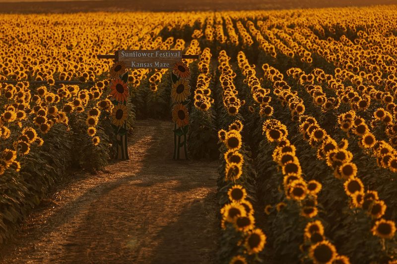 Kansas Maze (Buhler) 