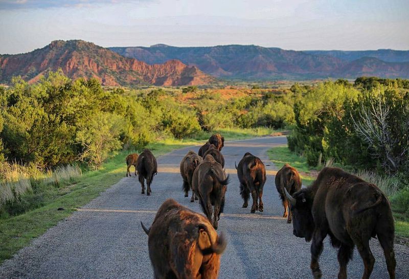 Caprock Canyons State Park & Trailway