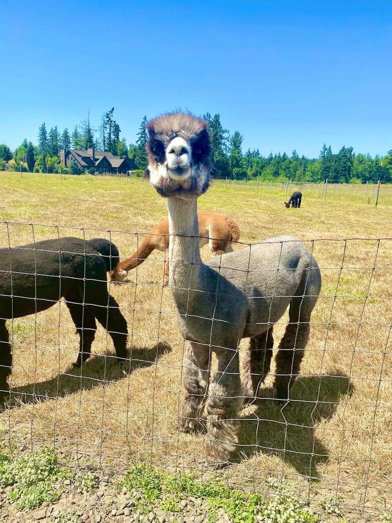 Alpaca Yoga in the Pasture: Yes, Really