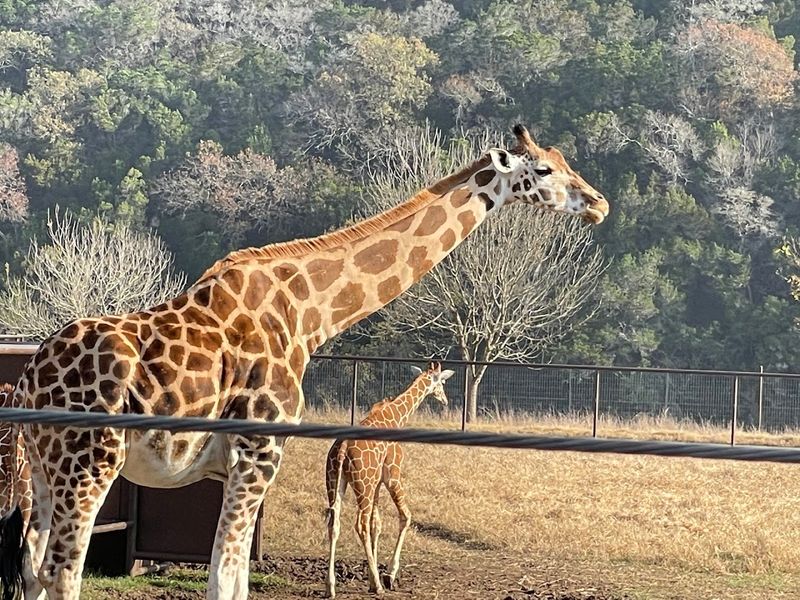 What Makes Natural Bridge Wildlife Ranch Worth the Trip