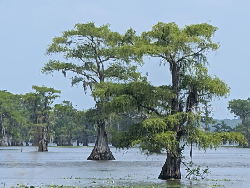 Caddo Lake National Wildlife Refuge