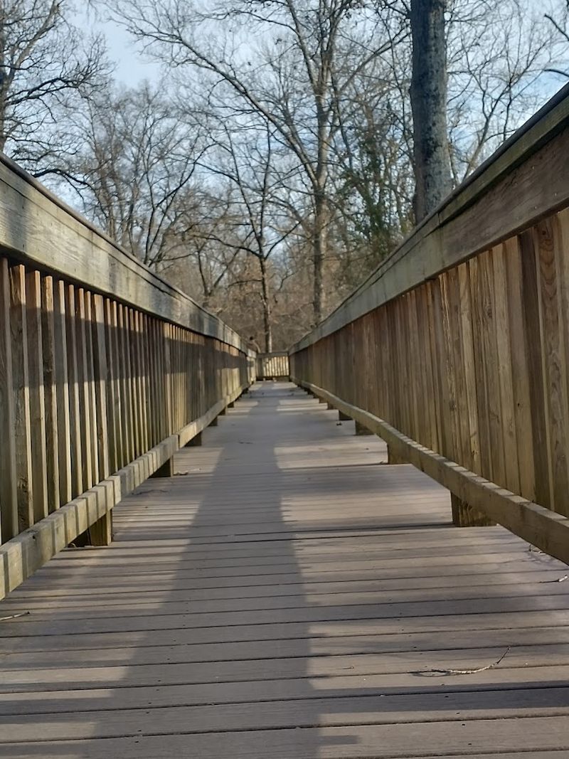 Wetlands That Teach You How to Look Closer