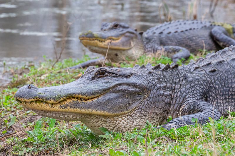 Alligator Sightings Along Elm Lake Loop
