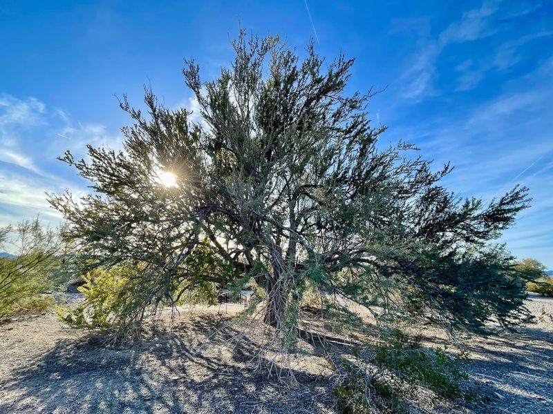 Easy Desert Walks That Feel Big And Quiet