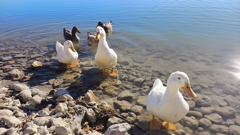 Wildlife Watching Opportunities Around Every Corner